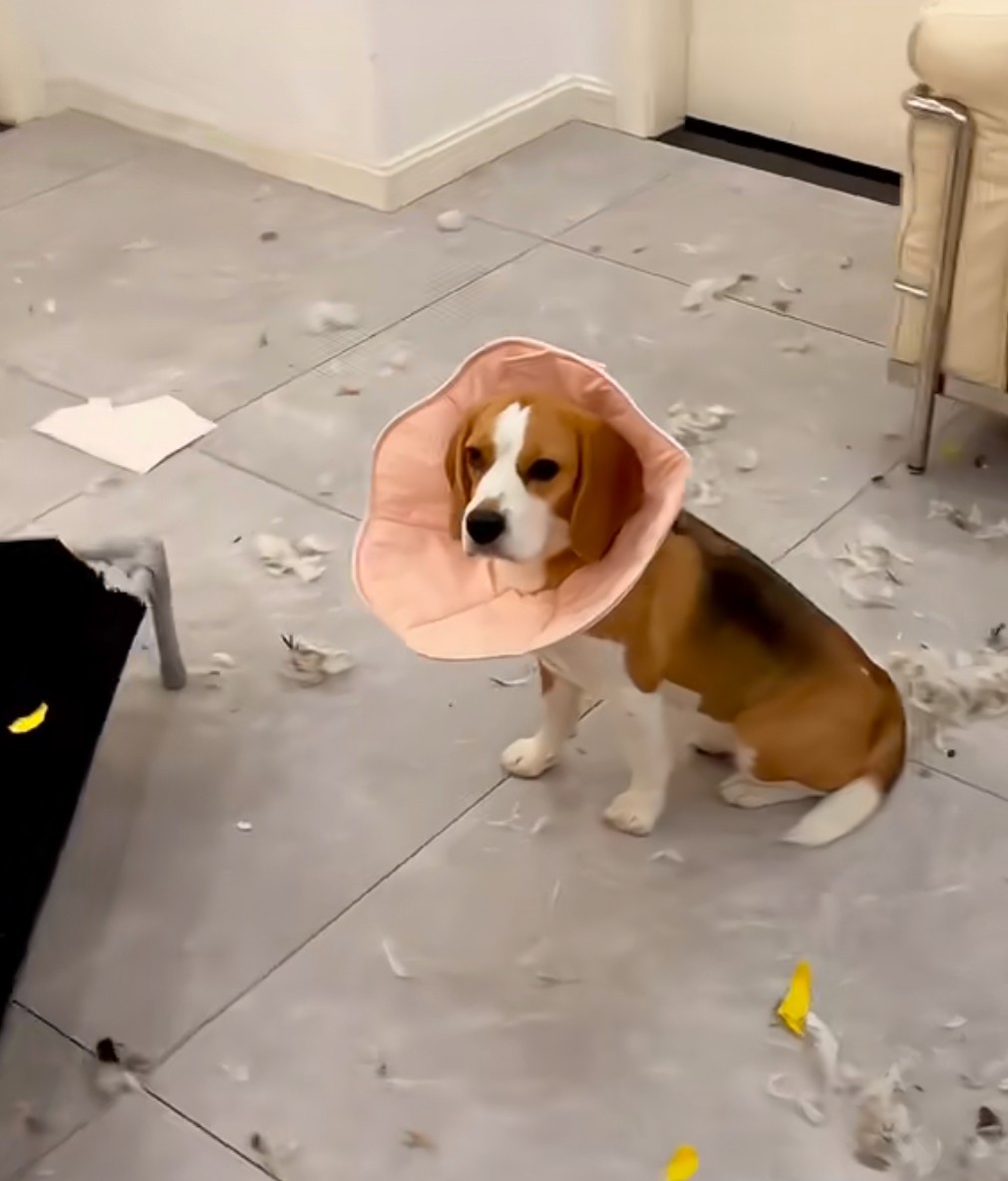 when your beagle goes full tornado