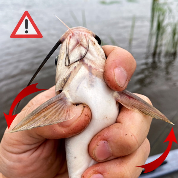 got jabbed by a catfish spine once… never again