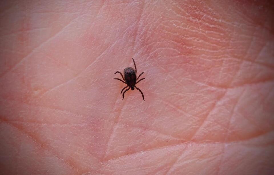 Tick Trouble: Climate's Creepy Consequence