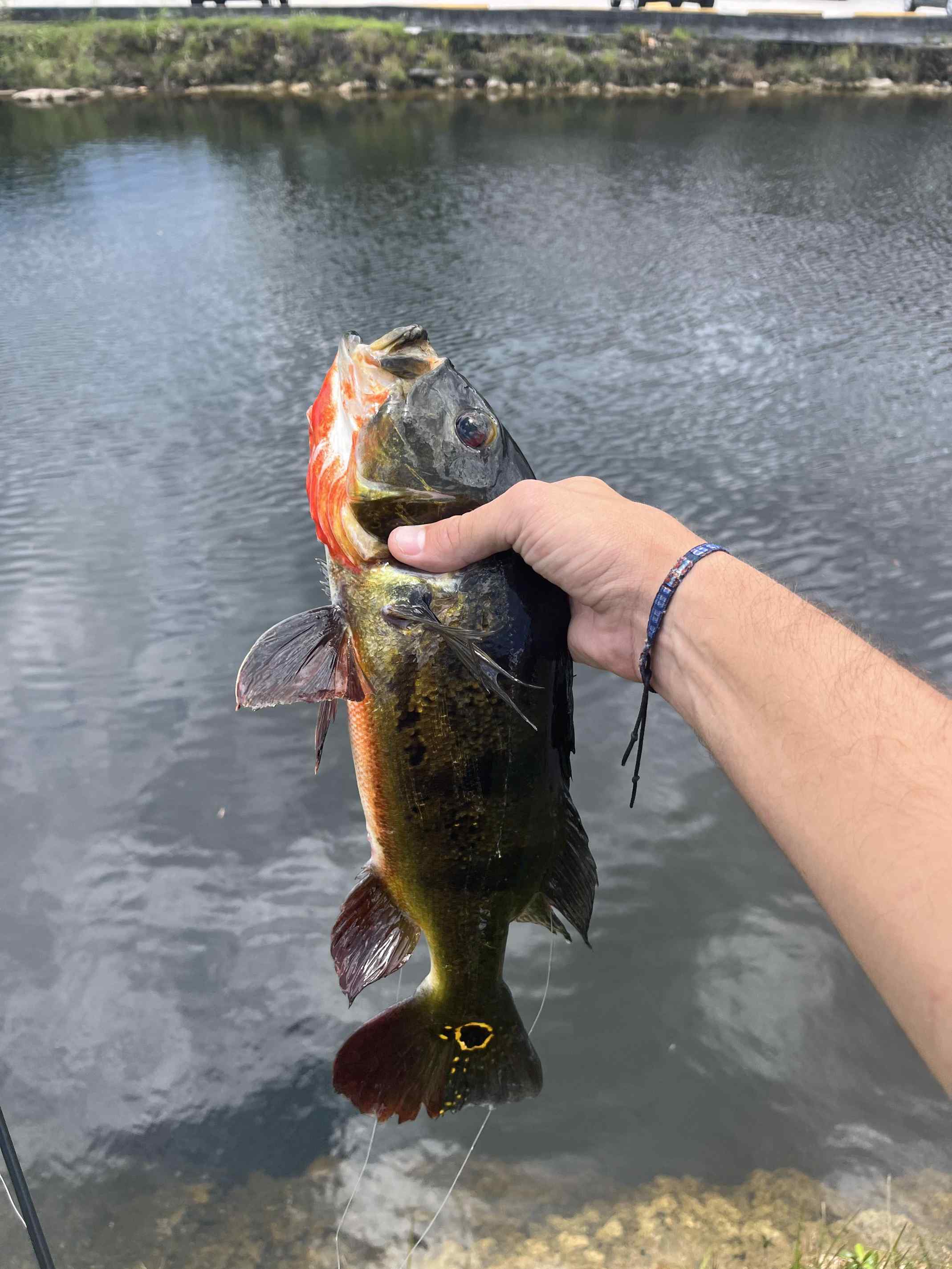 Almost lost my thumb lipping the wrong fish! 😬