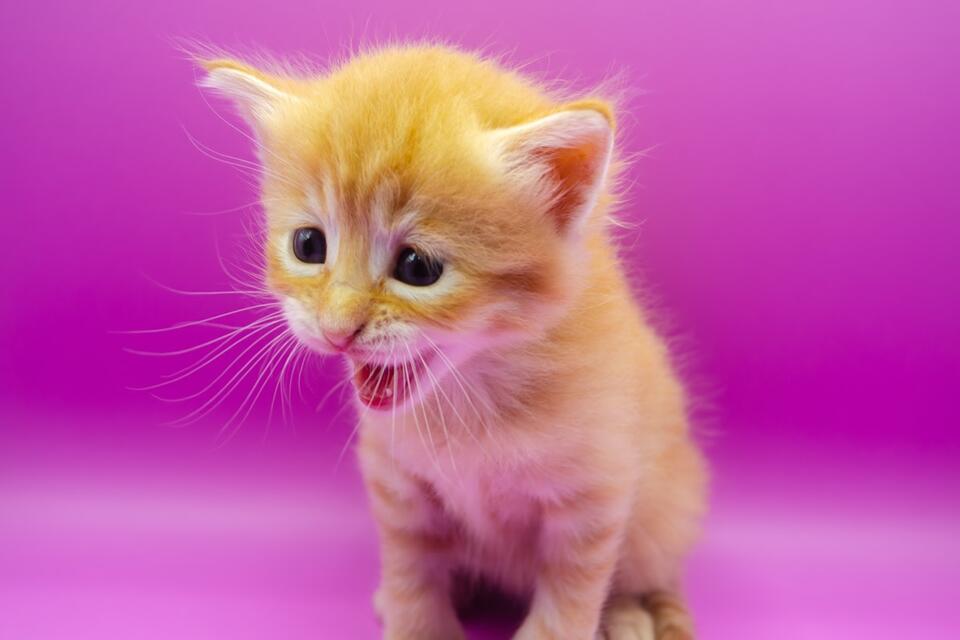 Winnie's Tiny Meows Are Too Cute!