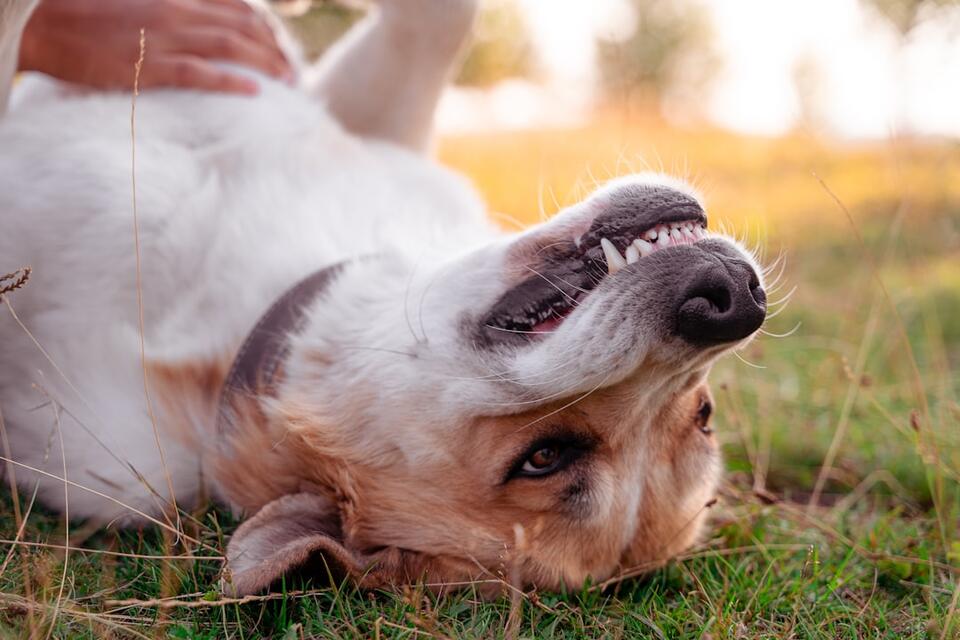Dog Joys We Often Overlook