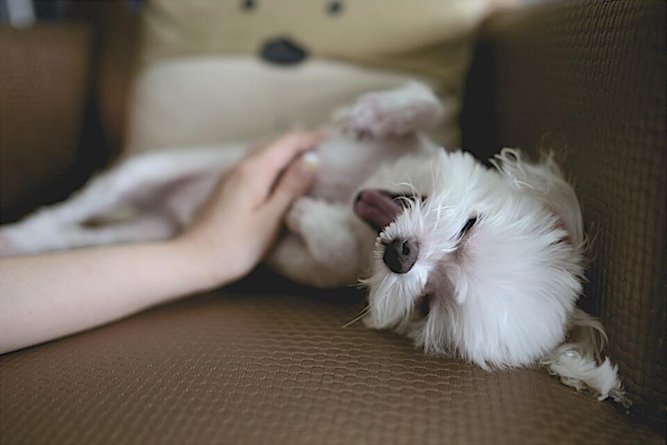 Dog Joys We Often Overlook