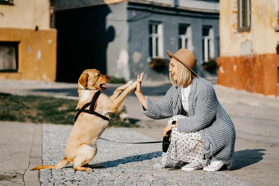 Dog Joys We Often Overlook