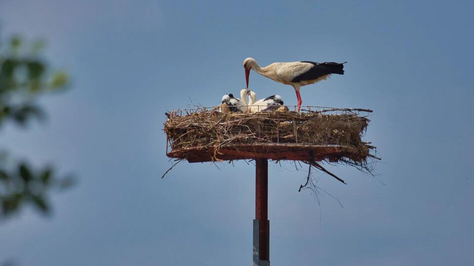 Storks Are Back in Denmark!