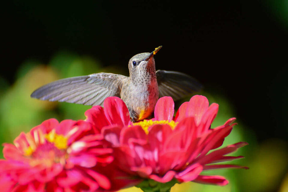 Hummingbird Babies' Wild Defense Move