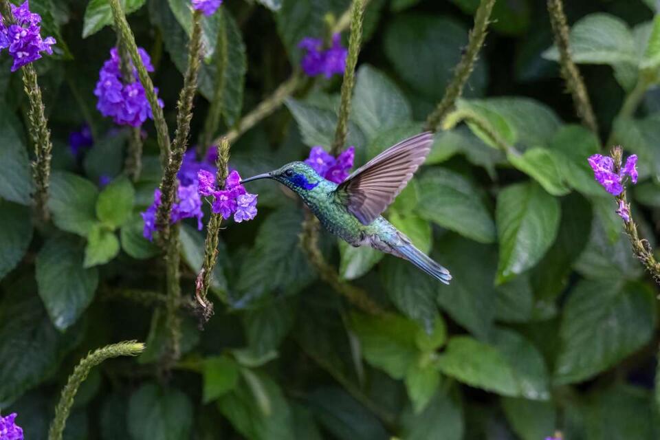 Hummingbird Babies' Wild Defense Move