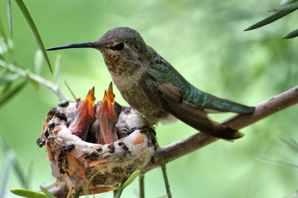 Hummingbird Babies' Wild Defense Move