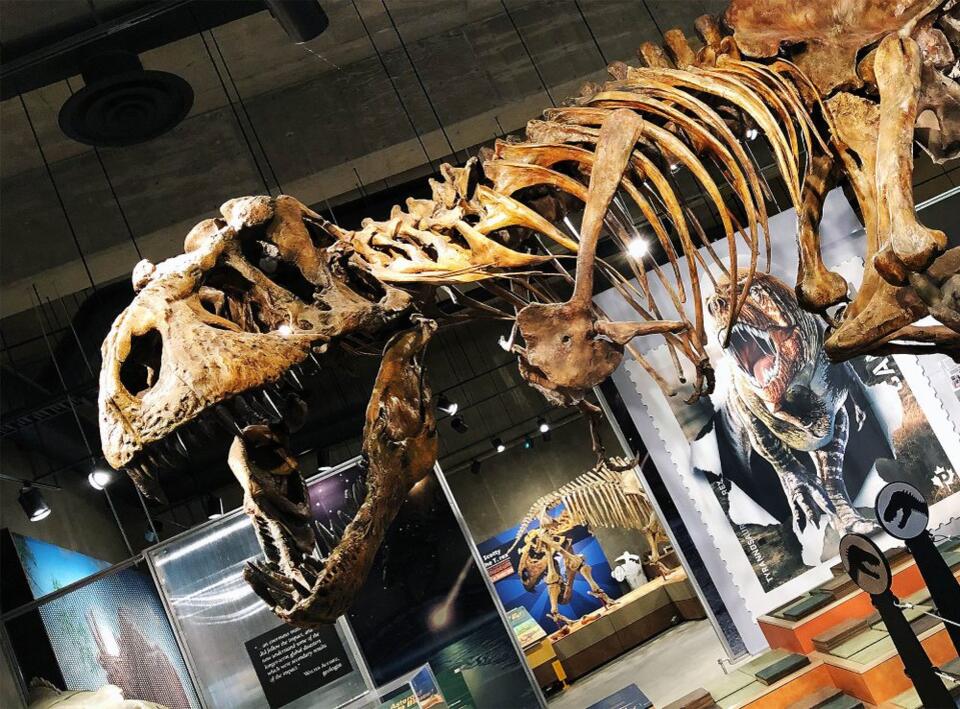 T. Rex Blood Vessels? Yep, They Found 'Em!