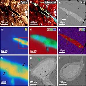 T. Rex Blood Vessels? Yep, They Found 'Em!