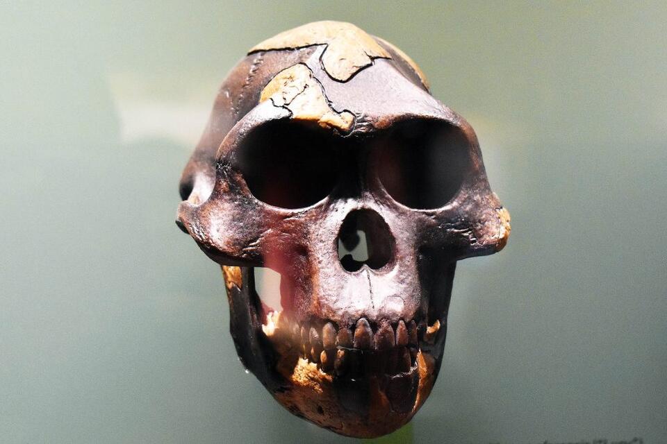 Fossil Find Shakes Up Human Evolution!