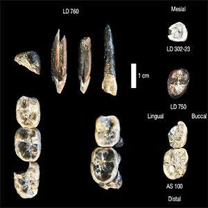Fossil Find Shakes Up Human Evolution!