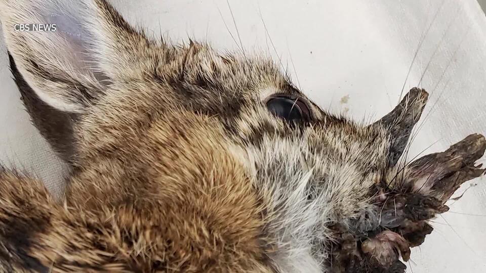 New Mexico's mythical horned rabbits