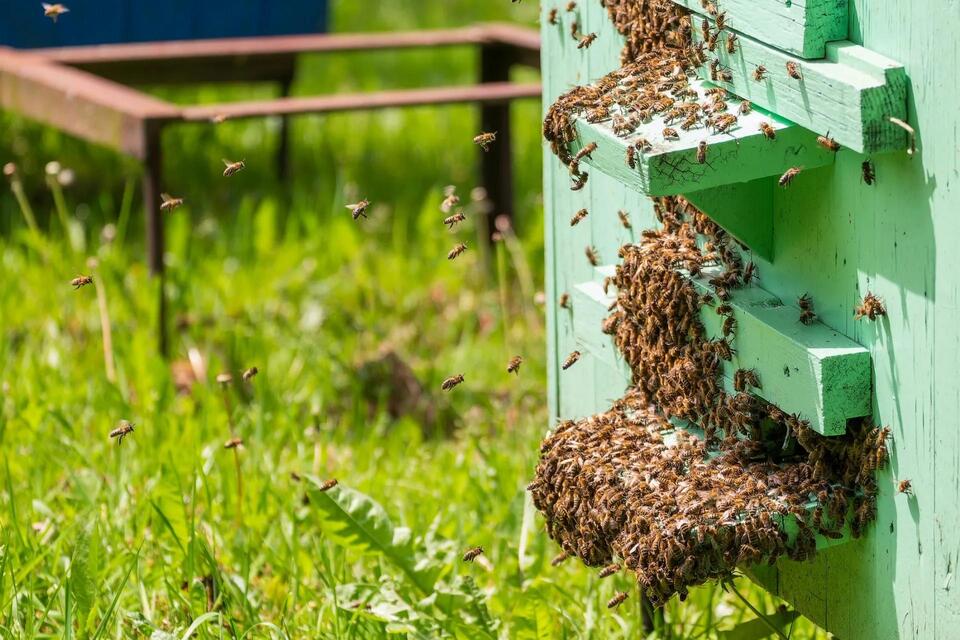 Bees Are Feeling the Heat!
