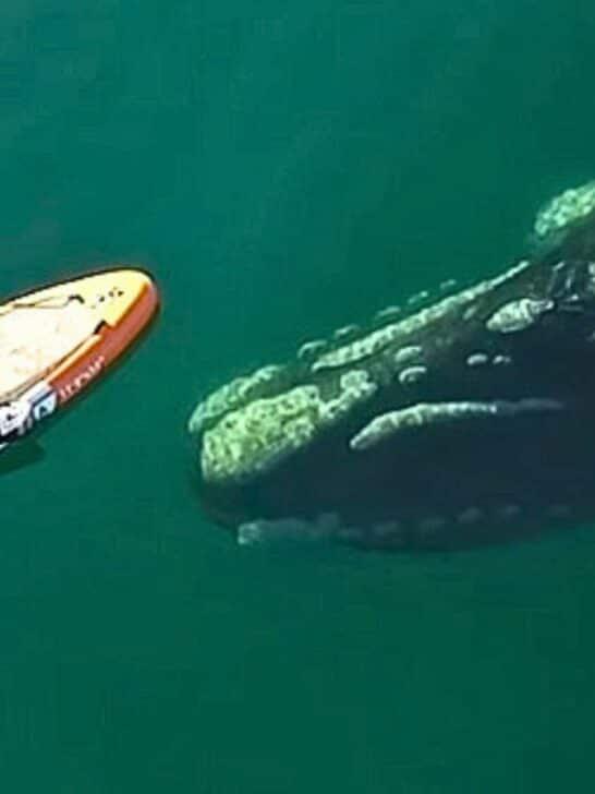 Whale's Surprise Visit to Paddleboarder!