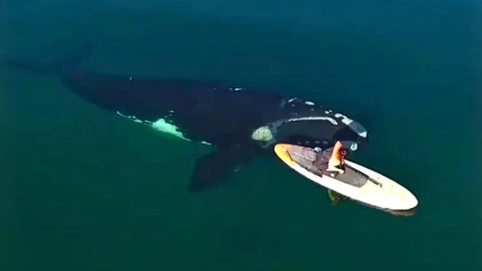 Whale's Surprise Visit to Paddleboarder!