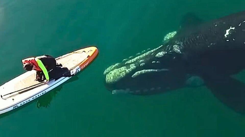 Whale's Surprise Visit to Paddleboarder!
