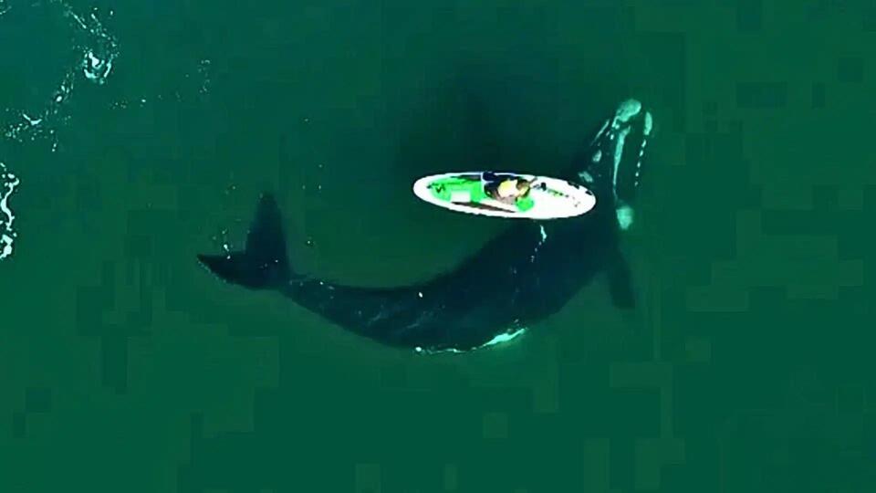 Whale's Surprise Visit to Paddleboarder!