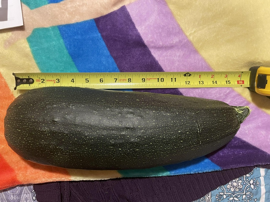 My Mom Grew A Zucchini. So Big Im Scared To Cook It!! 😂😂😂