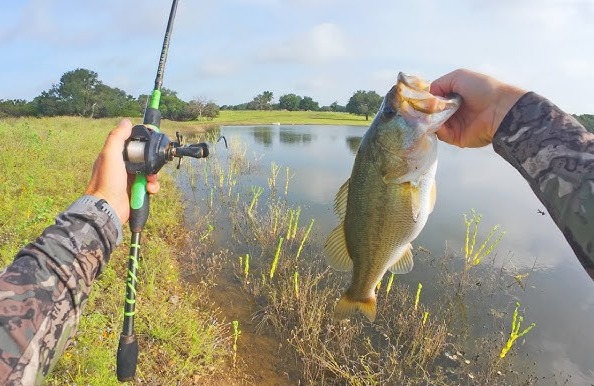 Found bass in flooded parking lots (no joke!) 🌊