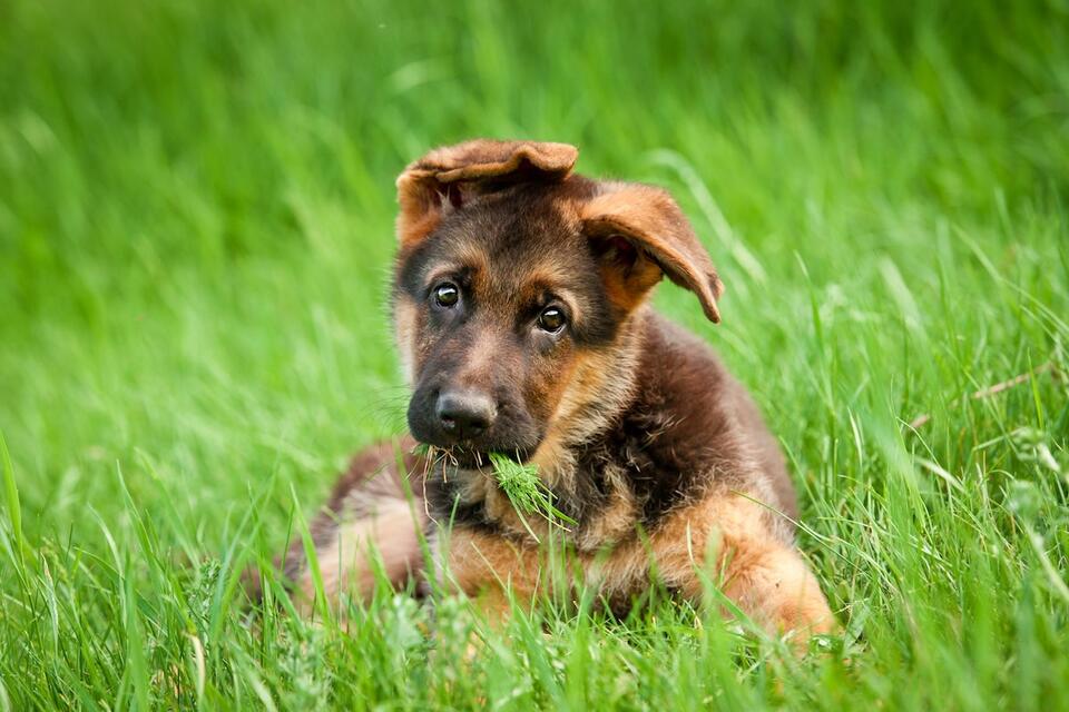 Puppy tantrums: Why German Shepherds are so dramatic