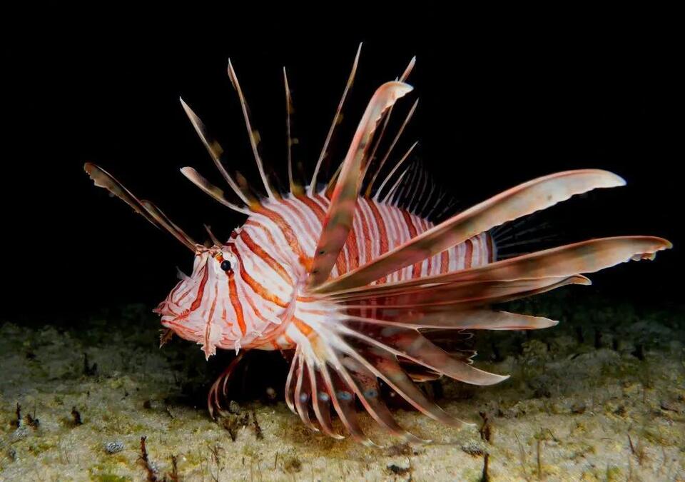 Venomous Lionfish Invade Croatia!