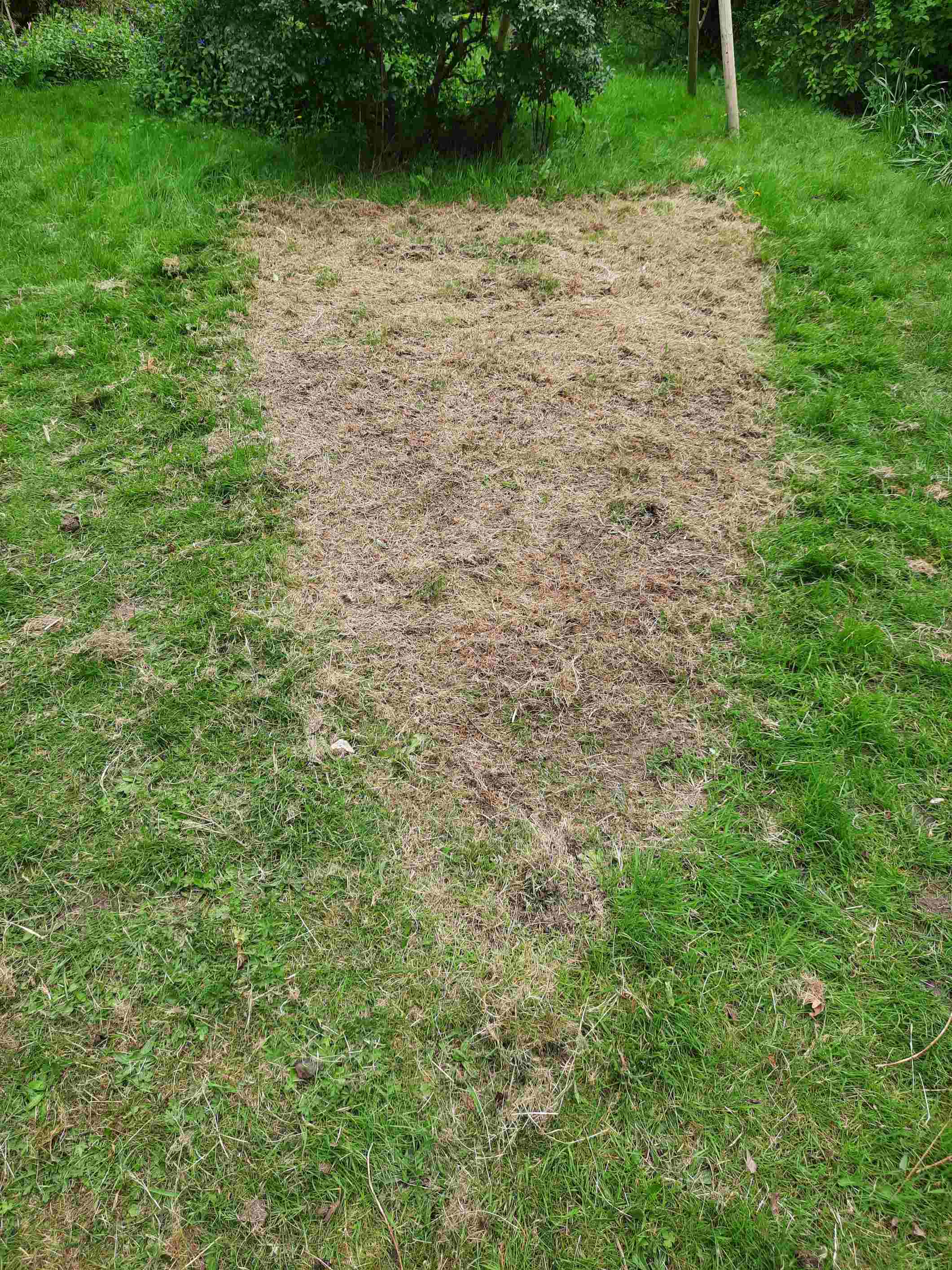 the lawn experiment nearly broke my back