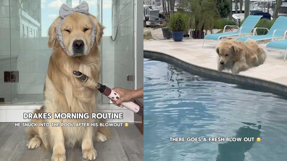 Golden Retriever’s Fresh Blowout Gone in Seconds