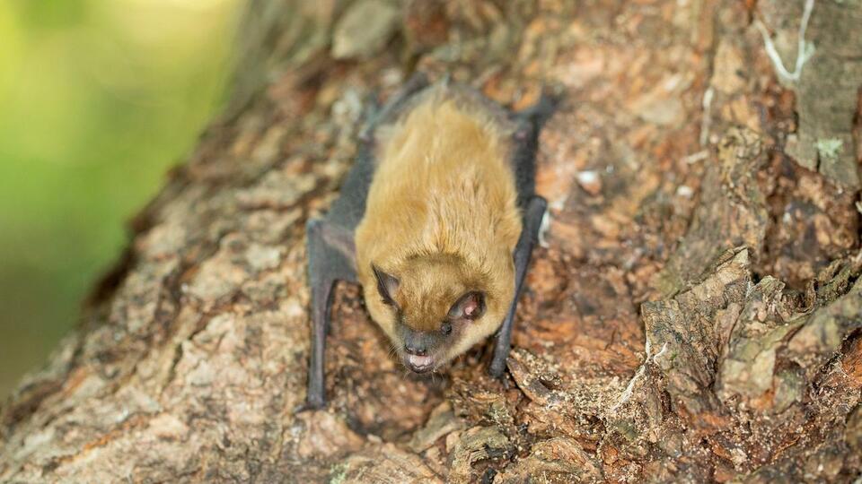 Rabies scare at Grand Teton lodge: What you need to know