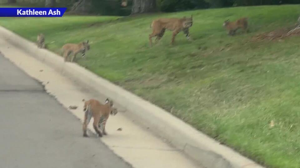 Lakewood’s wild bobcat family sighting