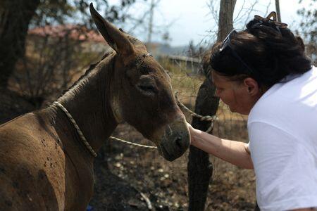 When Wildfires Hit, Who Saves the Animals?