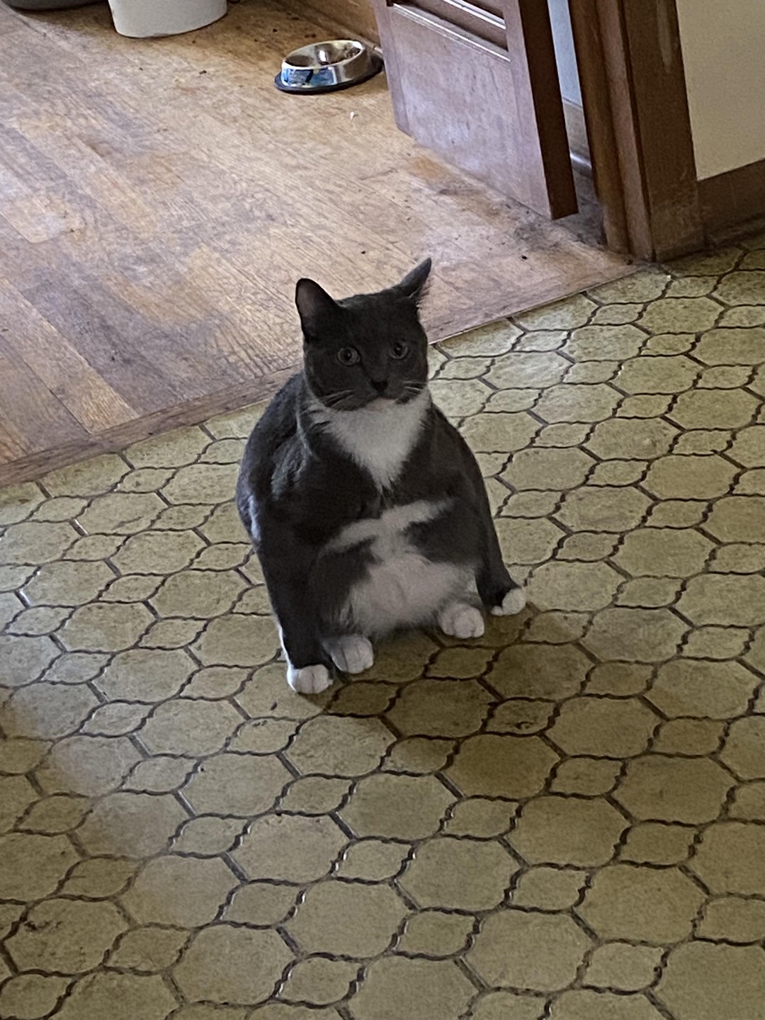 Never seen a cat sit like this…