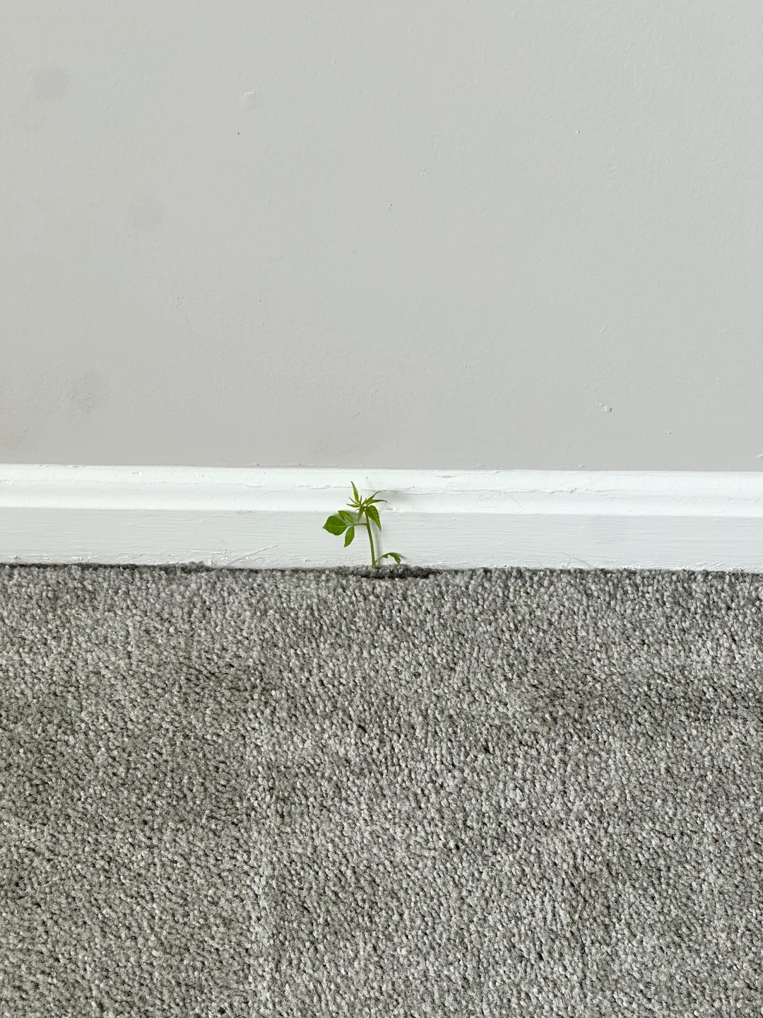 My apartment tour had a gross surprise -- a plant grew right through the floor
