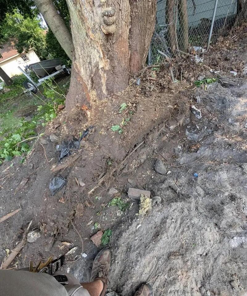 Backyard trees destroyed—what would you do?
