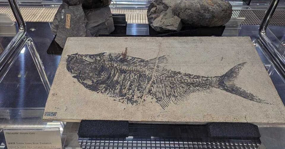 Dino Jackpot in Canada’s Wild Mountains