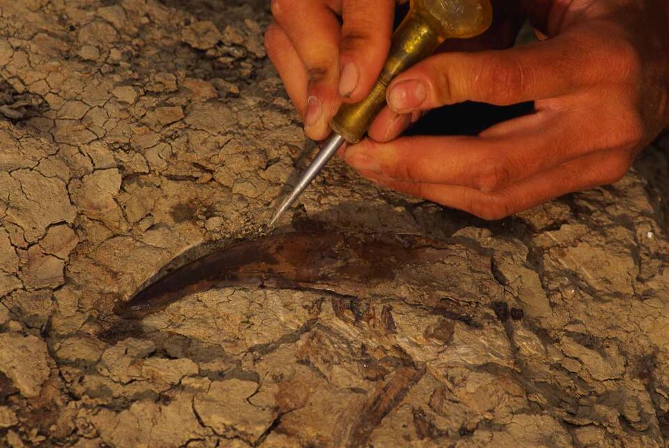 Dino Jackpot in Canada’s Wild Mountains