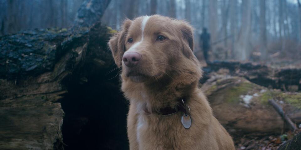Haunted House Horror—Through a Dog’s Eyes!
