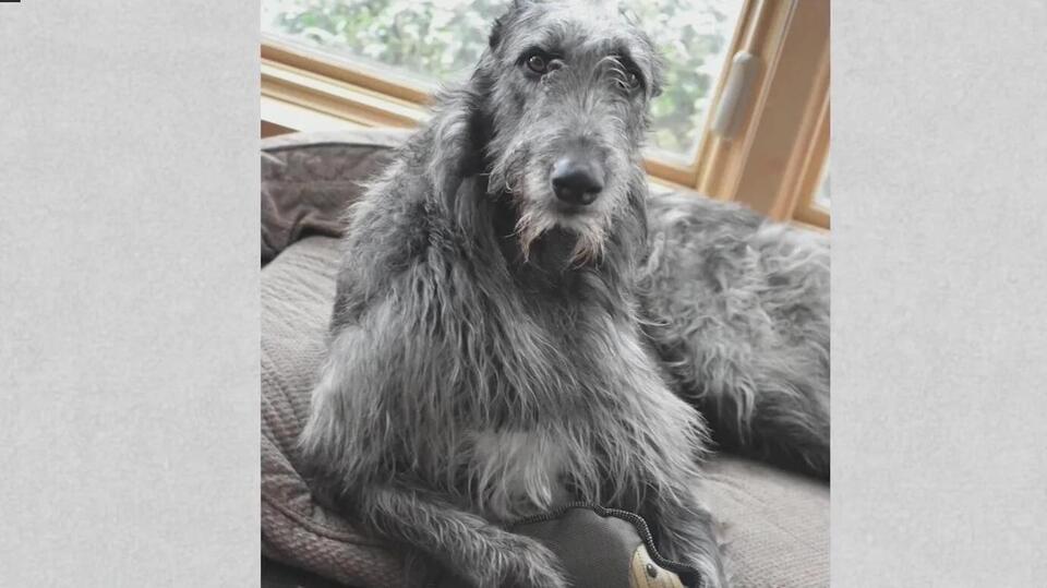 Dog food warning after champion's tragic death