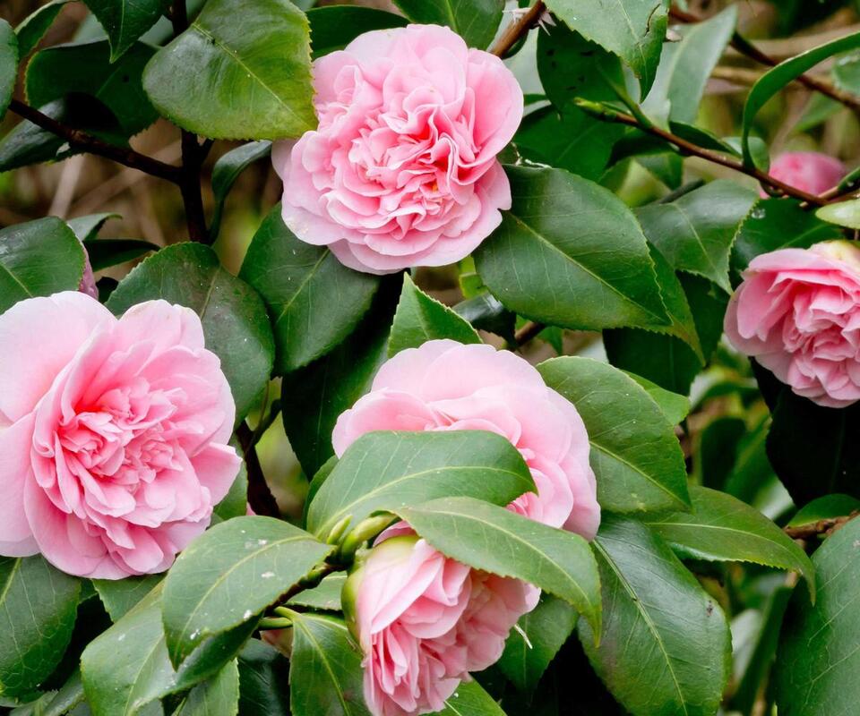 Garden mistakes to avoid this August