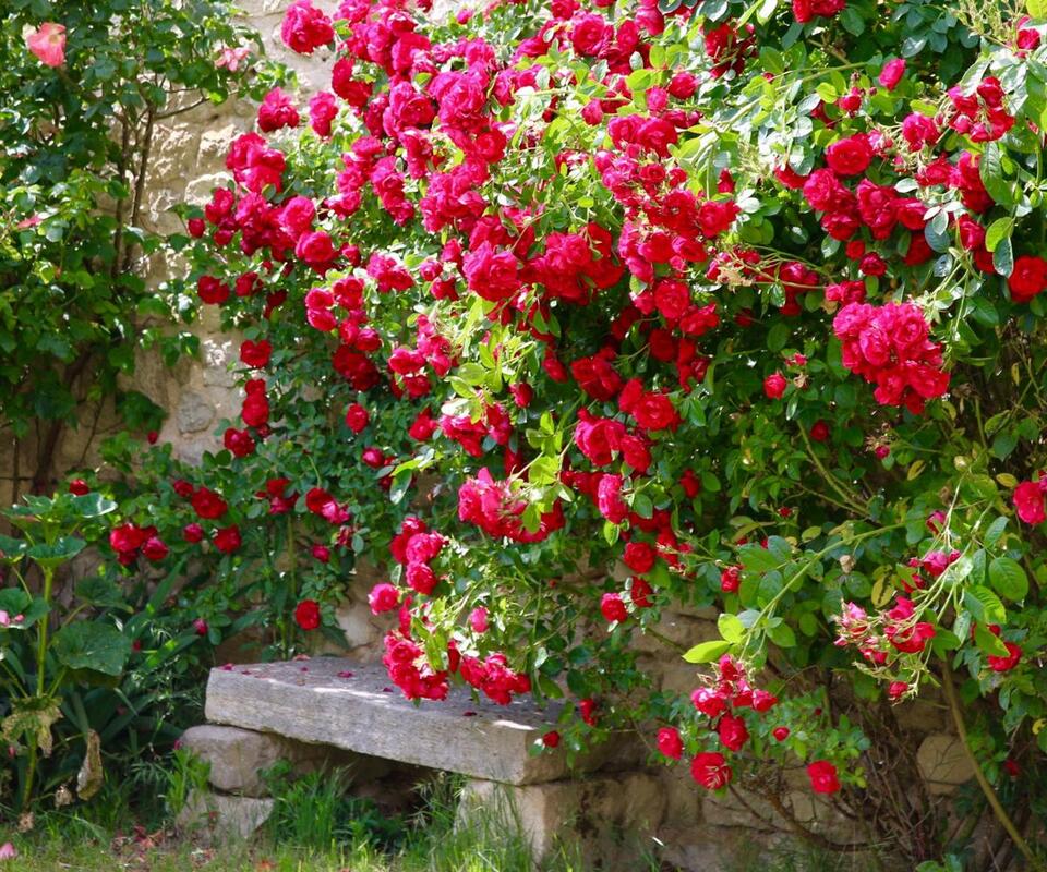 Garden mistakes to avoid this August