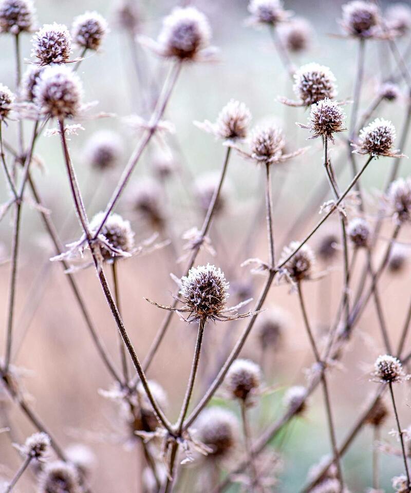 Garden mistakes to avoid this August