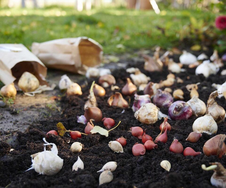 Garden mistakes to avoid this August