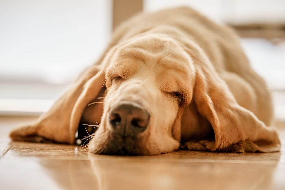This Basset Hound’s Breakfast Tantrum Is Next Level