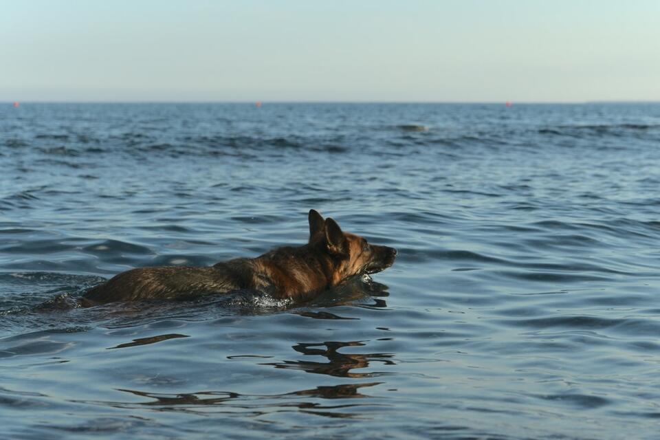 German Shepherd’s Pool Party Screams 😂