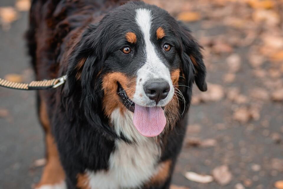 Bernese Mountain Dog’s Pool Noodle Showdown