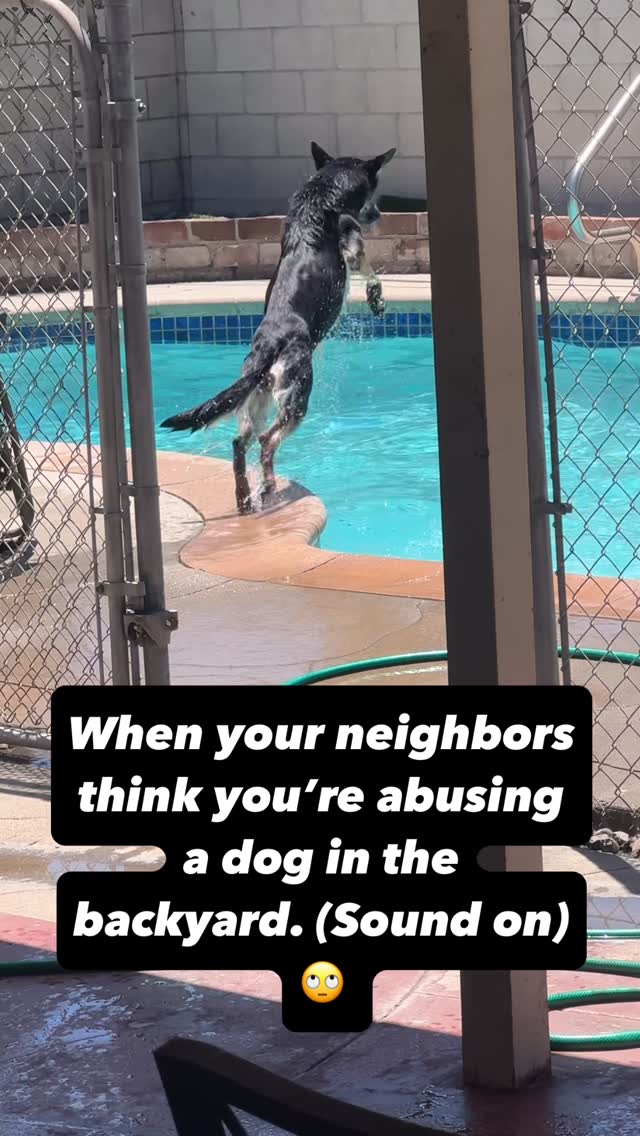 German Shepherd’s Pool Party Screams 😂