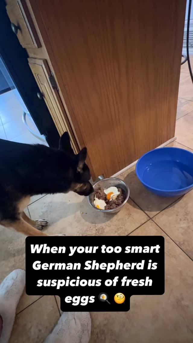 German Shepherd’s Pool Party Screams 😂