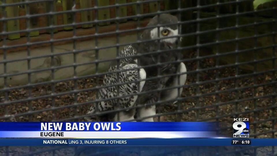 Meet Eugene’s two newest baby owls!