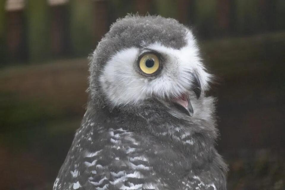 Eugene’s baby owls take their first flights