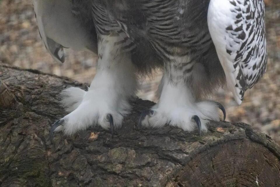 Eugene’s baby owls take their first flights